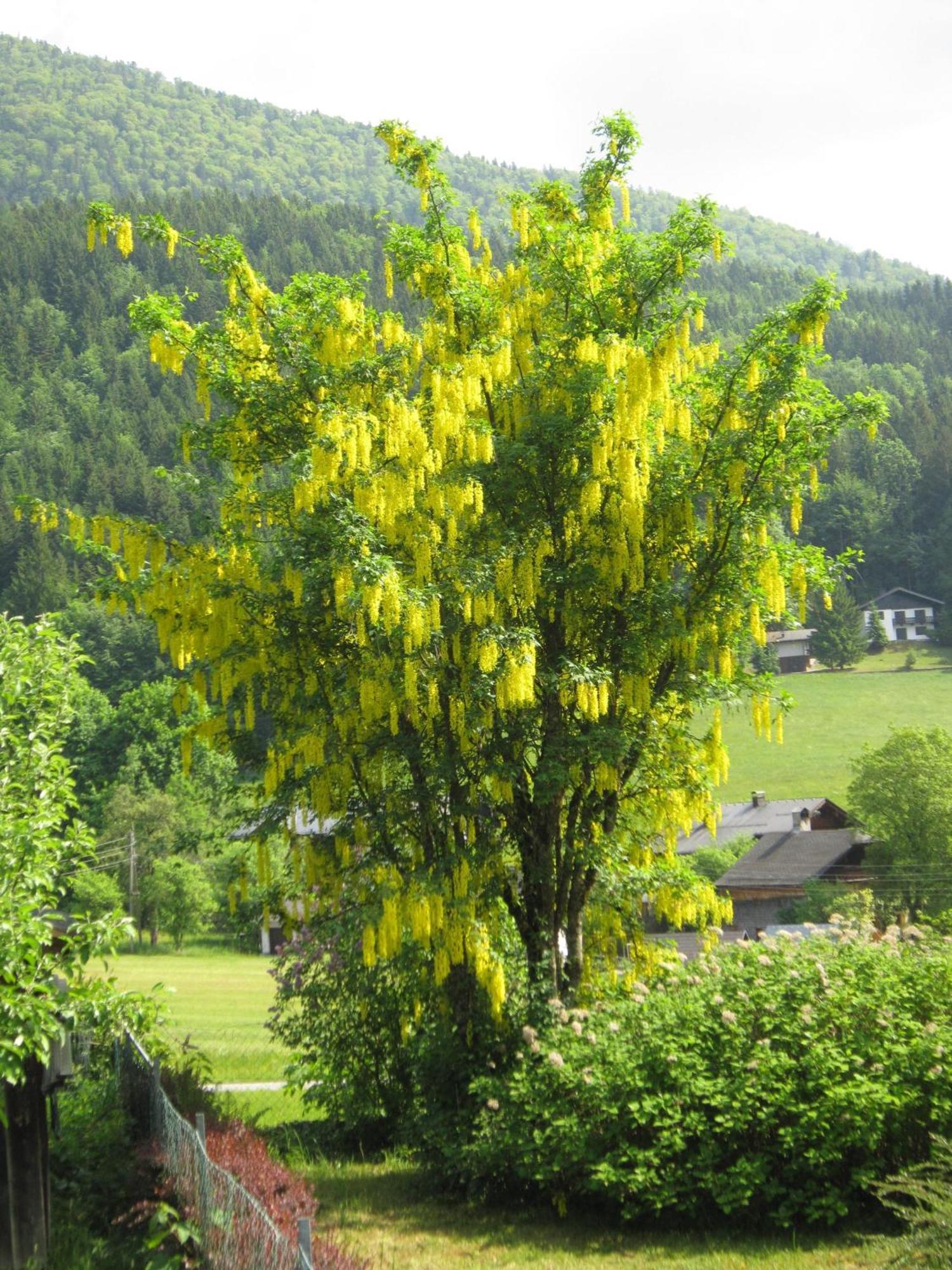 Appartement Scheibling Saint Wolfgang Exteriör bild